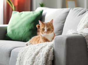 Svojoj mački obavezno nabavite ovu biljku, videćete kakvo sjajno dejstvo ima na nju