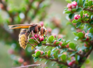ŠTA AKO VAS UBODE STRŠLJEN: Postupak koji može spasiti život