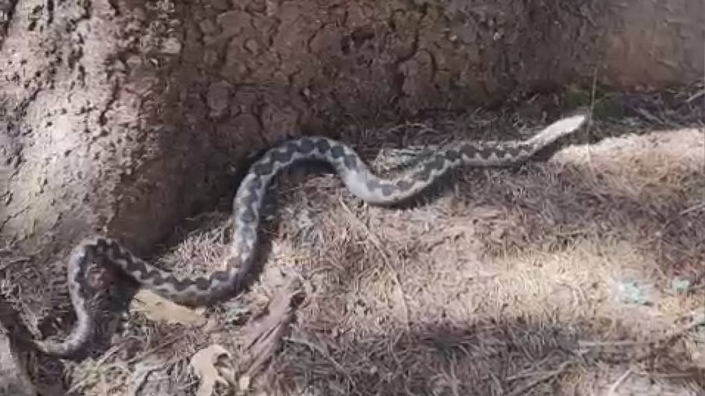 OPREZ U PRIRODI Evo kako se Sabahudin susreo sa OGROMNIM POSKOKOM!
