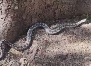 OPREZ U PRIRODI Evo kako se Sabahudin susreo sa OGROMNIM POSKOKOM!