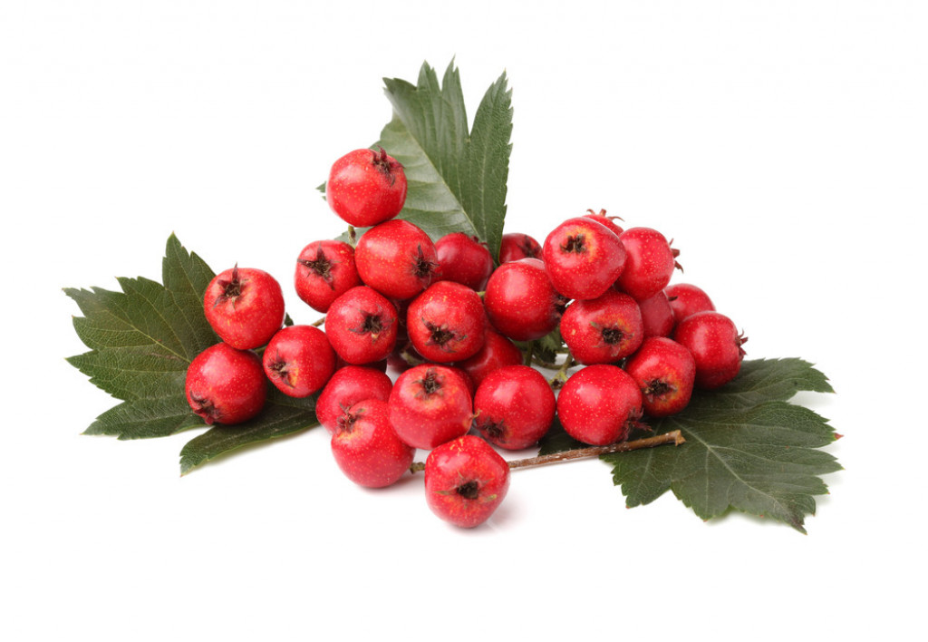 ČUVAR VAŠEG SRCA Biljka koja se u tradicionalnoj medicini koristi već stotinama godina, pre svega za srčane tegobe