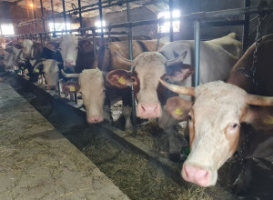 DA ŽIVI SRPSKO SELO Strizovići planiraju da im roboti obavljaju posao u štali, opština će pomoći!