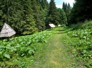KAD KRENETE NA KOPAONIK, OVO MESTO NE SMETE DA PRESKOČITE: Srpsko svetilište čija se voda smatra najlekovitijom! (VIDEO)