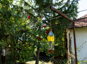 Najbolje prirodno rešenje protiv osa i stršljenova: 2 sastojka vam mogu pomoći da se ZAUVEK rešite ovih insekata