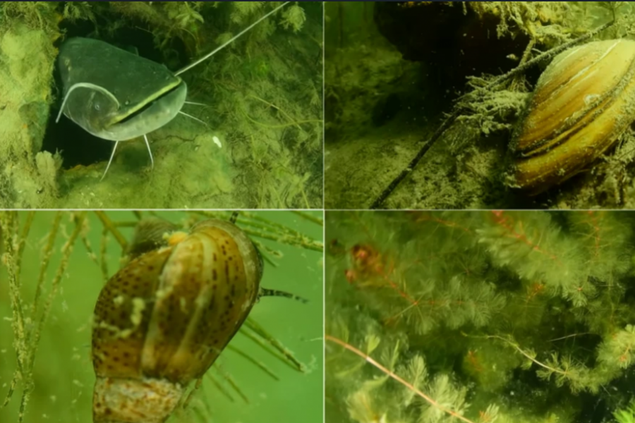 Ljigave, providne i s pipcima: Nema koga bar jednom nije opekla meduza u moru, ali da li ste znali da ih ima i u Adi