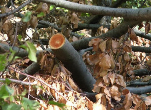 Drama u Ivanjici, silovit vetar oborio stari hrast: Drvo palo na desetine spomenika na Palibrčkom gorblju, pričinjena ogromna materijalna šteta