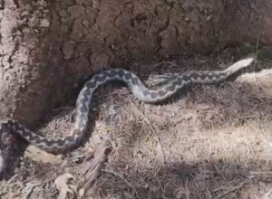 Traumatičan incident na poznatom kupalištu u Srbiji: "Bila mi je oko vrata, refleksno sam je skinula..." FOTO