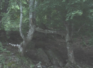 Dve stoletne bukve spojene trećim stablom, ovde parovi iz svih delova Srbije dolaze da učvrste svoju ljubav – na najnižim granama ostavljaju zavezane maramice i donje rublje