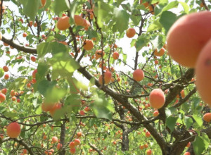 Berba kajsija poranila, domaćini i berači imaju pune ruke posla u voćnjacima: Zadovoljni su kvalitetom, ali i cenom od 120 po kilogramu