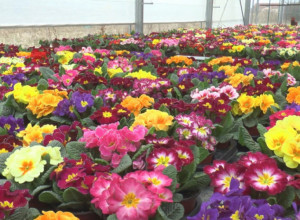 Nesvakidašnja situacija u Čajetini: Muškarac i žena ušli u park i iščupali pa odneli kadifice i ruže, KJP Zlatibor poziva ih da to vrate a oni će im pokloniti drugo cveće