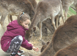 Jeleni vam jedu iz ruke, toliko su pitomi da sve deluje kao bajka: Jelenov greben godinama je prava turistička atrakcija (FOTO)