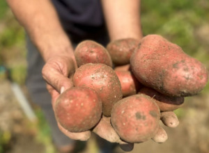 OVO JE NAJLAKŠI NAČIN SADNJE KROMPIRA: Nema kopanja i okopavanja - samo čist prinos!