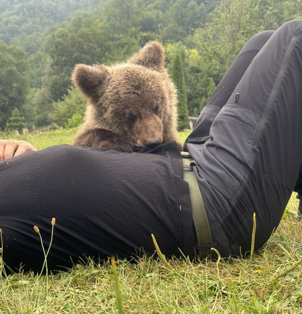 Neverovatna slika iz komšiluka: Mile spasio meče iz duboke jame i doveo u svoje selo, lovočuvari ga uzeli i odneli u šumu, a mladunče se iznova vraća kod ljudi i luta od vrata do vrata