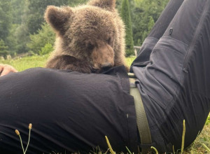 Neverovatna slika iz komšiluka: Mile spasio meče iz duboke jame i doveo u svoje selo, lovočuvari ga uzeli i odneli u šumu, a mladunče se iznova vraća kod ljudi i luta od vrata do vrata