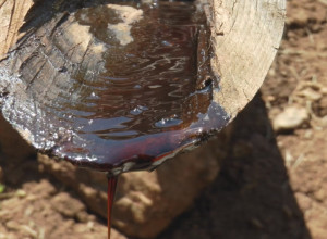 OVO NISTE ZNALI: Zanat koji izumire ipak živi na srpskoj planini, Zlatiborci prave magični lek od borove smole (FOTO)