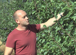 KOLIKO ĆE RAKIJE OVDE BITI! Očekujem rod do 250 tona, a kvalitet je odličan, kaže Milan sa Kablara, a ovo je njegova priča (FOTO)