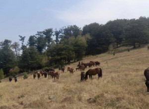 Žedni i namučeni divlji lepotani dočekali svoj spas: Stigla cisterna sa 12.000 litara vode na Stolove, krdo konja konačno će moći da se napoji