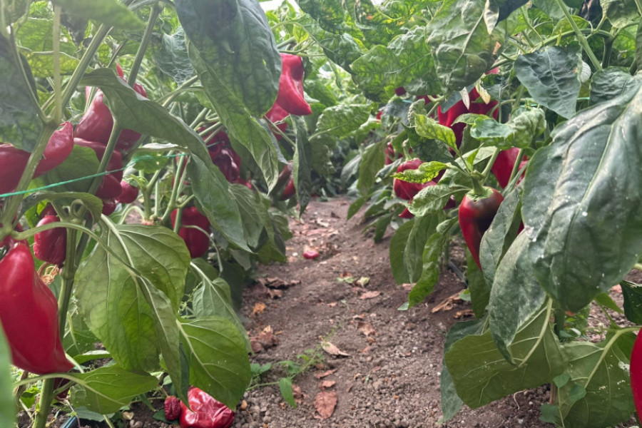 Paprika odlično rodila, kvalitet crvenih plodova fenomenalan a cena ostala ista: Miroslav ima 14 plastenika i to mu je tokom suše bio spas, biće ajvara ako pitate ovog vrednog domaćina