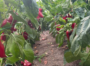 Paprika odlično rodila, kvalitet crvenih plodova fenomenalan a cena ostala ista: Miroslav ima 14 plastenika i to mu je tokom suše bio spas, biće ajvara ako pitate ovog vrednog domaćina
