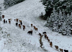 SNEG U SEPTEMBRU Putari kažu da su spremni, a sa Golije stižu ledene slike, pao je prvi sneg (FOTO)