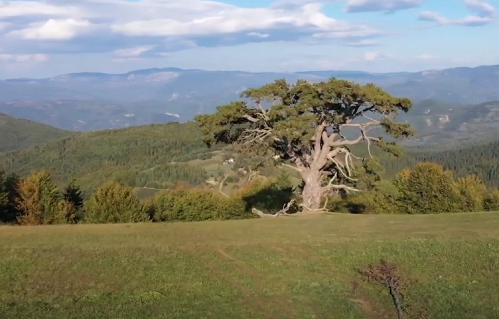 Sveti bor na Kamenoj gori: Zauvek skrivena tajna prirodnog fenomena Srbije (FOTO)