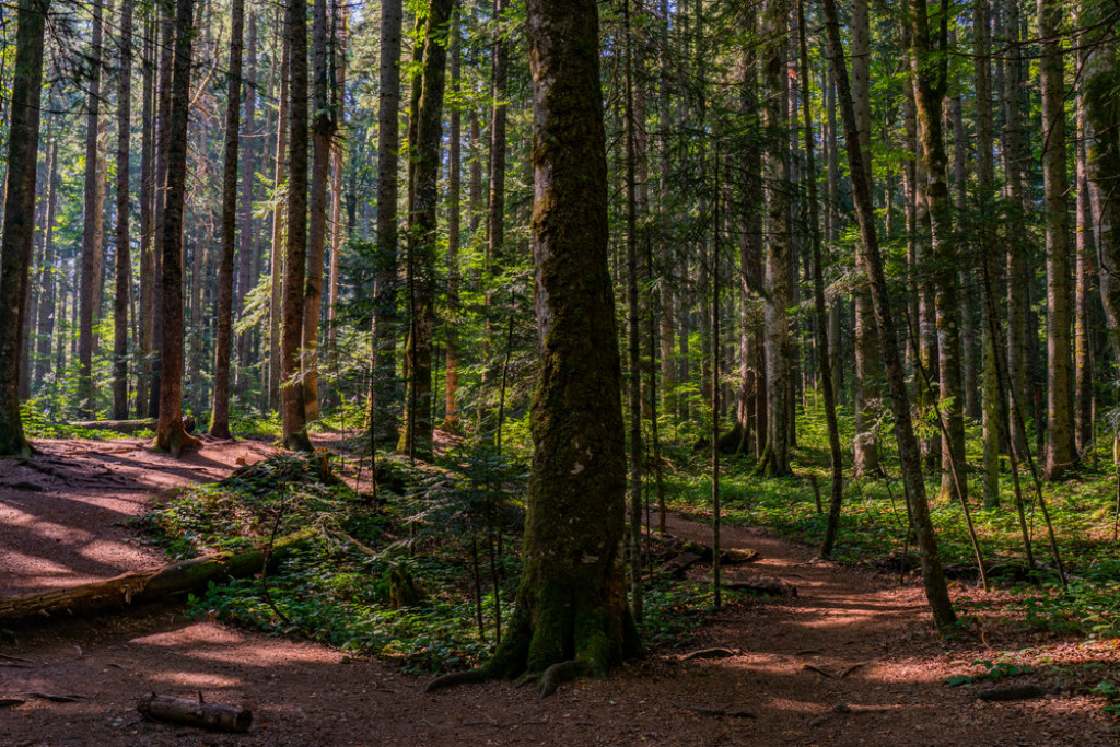 Srpska planina koju Đoković obožava krije neverovatne bisere prirode: Posebna je livada koju ne smete gaziti (FOTO)