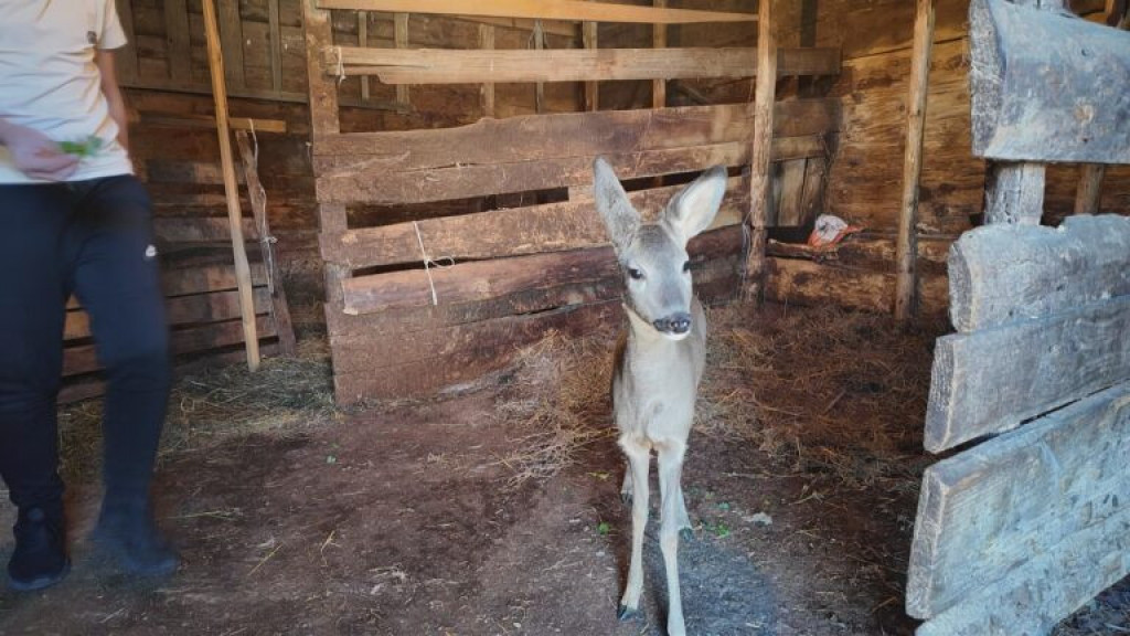 Nikola iz sela Močioci pronašao i usvojio maleno, nemoćno lane - sada je Bambika okružena ljubavlju porasla u pravu lepoticu (FOTO)