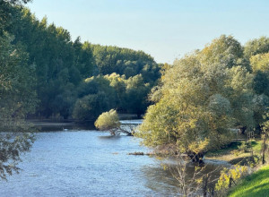 Petrovaradinsko-koviljski rit: Skrivena oaza prirode uz Dunav