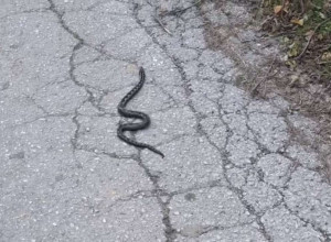 Nismo ih ranije viđali u ovo doba godine: Ogroman poskok usnimljen na Tari iako je zima na pragu, visoke temperature zbunile opasne gmizavce