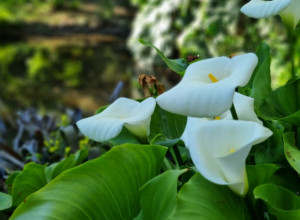 Najlepša sobna biljka koje žene obavezno moraju da imaju u kući: Zovu je ženska sreća, a pored toga unosi zdravlje u dom