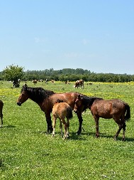 Srpski safari: Gde možete videti divlje konje i da li znate za priču o Zasavici?
