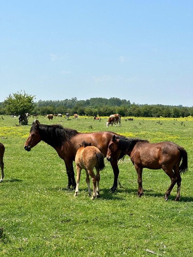 Srpski safari: Gde možete videti divlje konje i da li znate za priču o Zasavici?
