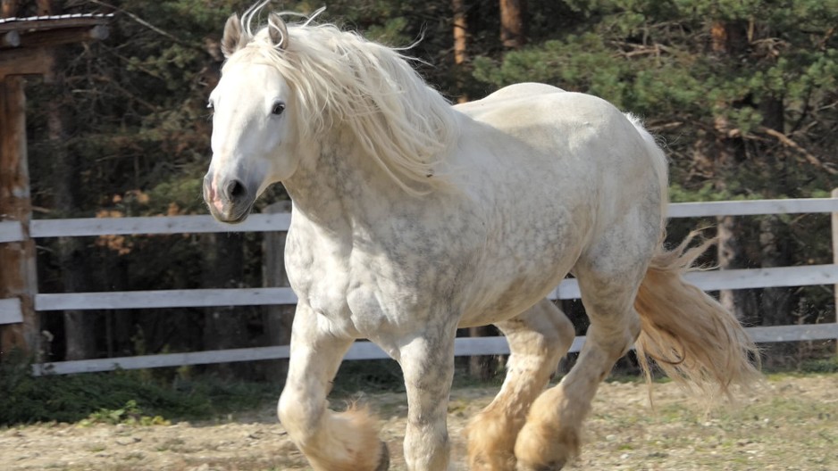 NAJTEŽI KONJ U SRBIJI I ŠIRE: Evo koliko teži veličanstveni Medo,  kandidat je za Ginisovu knjigu rekorda (FOTO)