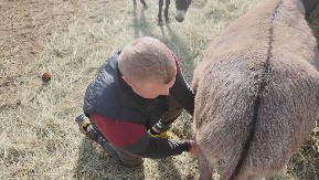 MILOŠ IZ SISEVCA IMA FARMU MAGARACA Mleko se prodaje u najmanjim bočicama, a litar košta 6.000 dinara