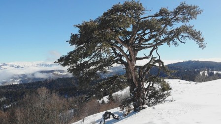 KAMENA GORA  Zoran i Živko poklonili zemljište za crkvu, a radnici  Šumskog gazdinstva vredno rade na uređenju hrama