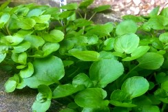 SAMONIKLE I MOĆNE Ovo su neke od najzdravijih biljaka Srbije