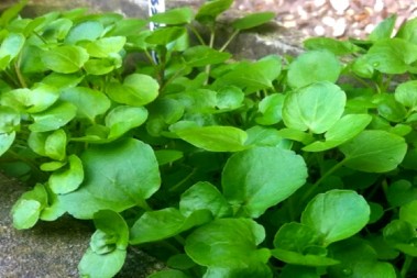 SAMONIKLE I MOĆNE Ovo su neke od najzdravijih biljaka Srbije