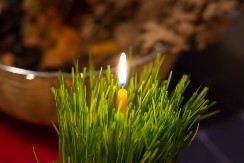 Božićna pšenica donosi napredak u dom samo ako se posadi na ovaj dan: Evo kako se pravilo odgaja po pravoslavnom običaju