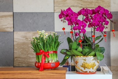 TAJNA LEPIH ORHIDEJA Nalazi se u jednom sastojku koji svaka kuča ima, s njim će cvetati više puta godišnje