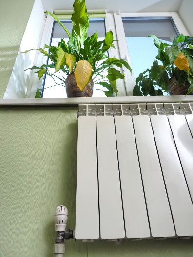 Top 5 sobnih biljaka koje će biti u trendu 2025. godine