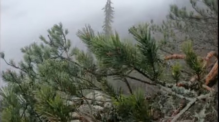 Najstarije drveće u Srbiji: Živi svedoci istorije