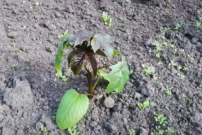 Ova biljka donosi silne pare, cena po kilogramu ide do 1.500 dinara: Koliko se posadi, toliko se i proda