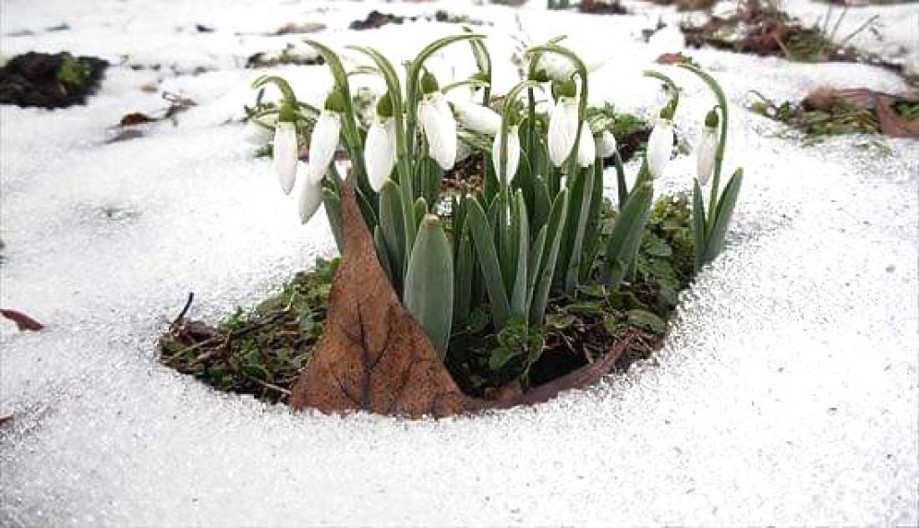 Prvi vesnici proleća, zima neće još dugo trajati? Visibabe procvetale u Topoli, lepa slika stiže iz Šumadije