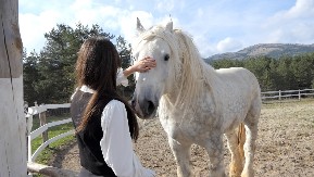 Nakon tragedije kada su uginule jadne životinje, lepe vesti: Na kragujevački Hipodrom stižu četiri rasna konja