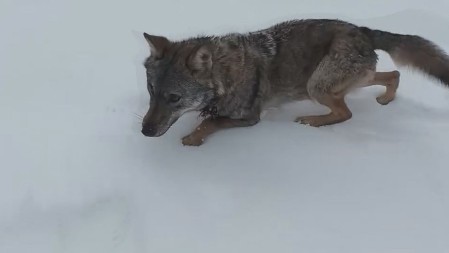 Naišli smo na nju dok smo brali gljive, bila u jako lošem stanju: Aleksandar sa Kosova spasio pa pripitomio pravu vučicu, lepotica dobila ime Mia