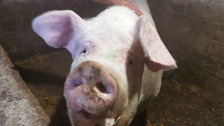 Fejsbuk postao virtuelna stočna pijaca: Svinje, prasici i oprema za uzgoj, moguća dostava na kućnu adresu! Evo kakve su cene