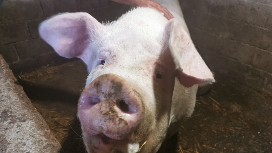 Fejsbuk postao virtuelna stočna pijaca: Svinje, prasici i oprema za uzgoj, moguća dostava na kućnu adresu! Evo kakve su cene