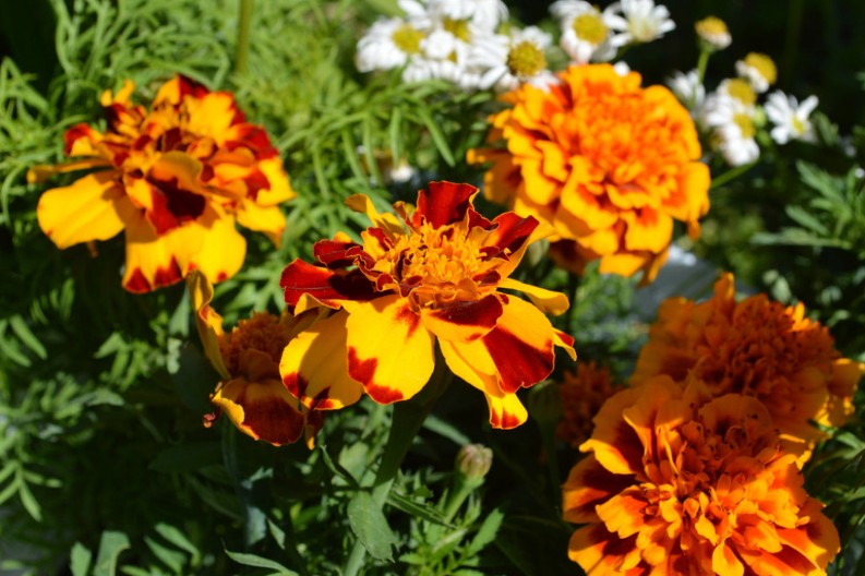 Ovo je najkorisniji cvet u bašti: 10 razloga da ovog proleća posejete kadife u svom dvorištu ili na terasi