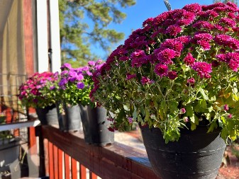 Ovo je najzahvalnije cveće za baštu: Zadovoljava se umerenim zalivanjem, veliko je i veoma korisno