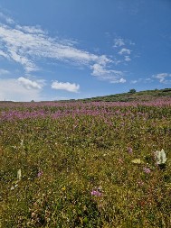 Magijski napici sa Stare planine: Ko još u Srbiji zna da pravi lekovite travarice?